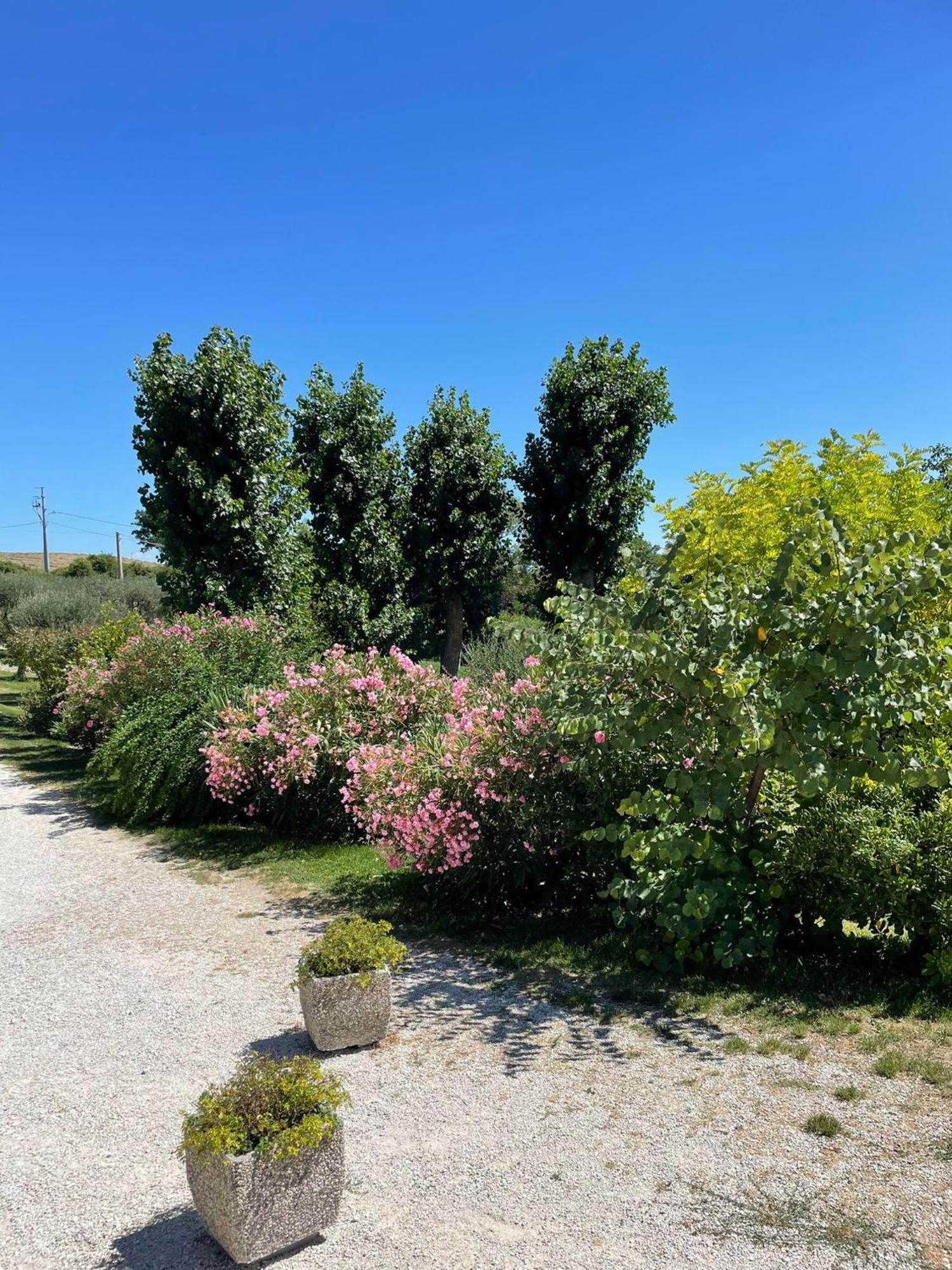 סן סברינו מארקה Agriturismo Villa Rosetta מראה חיצוני תמונה